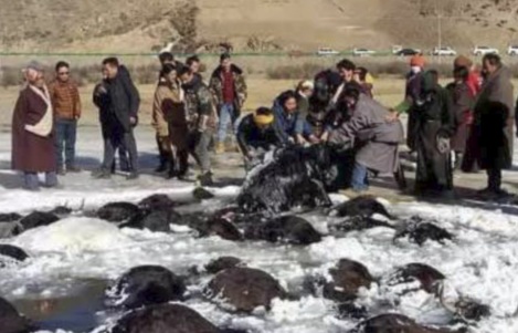 Hơn 100 bò Tây Tạng chết “bất đắc kỳ tử” vì giá rét ở TQ