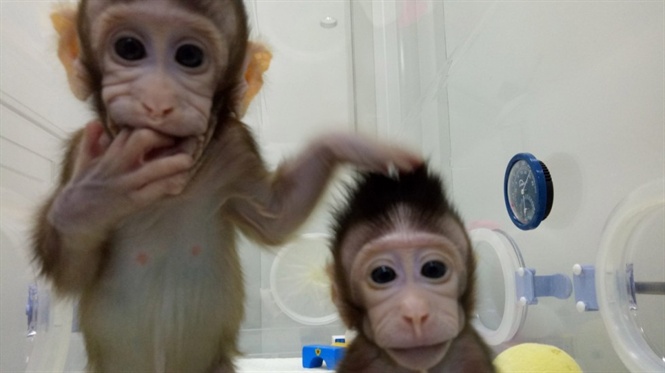 Báo Anh: Trung Quốc nhân bản thành công khỉ