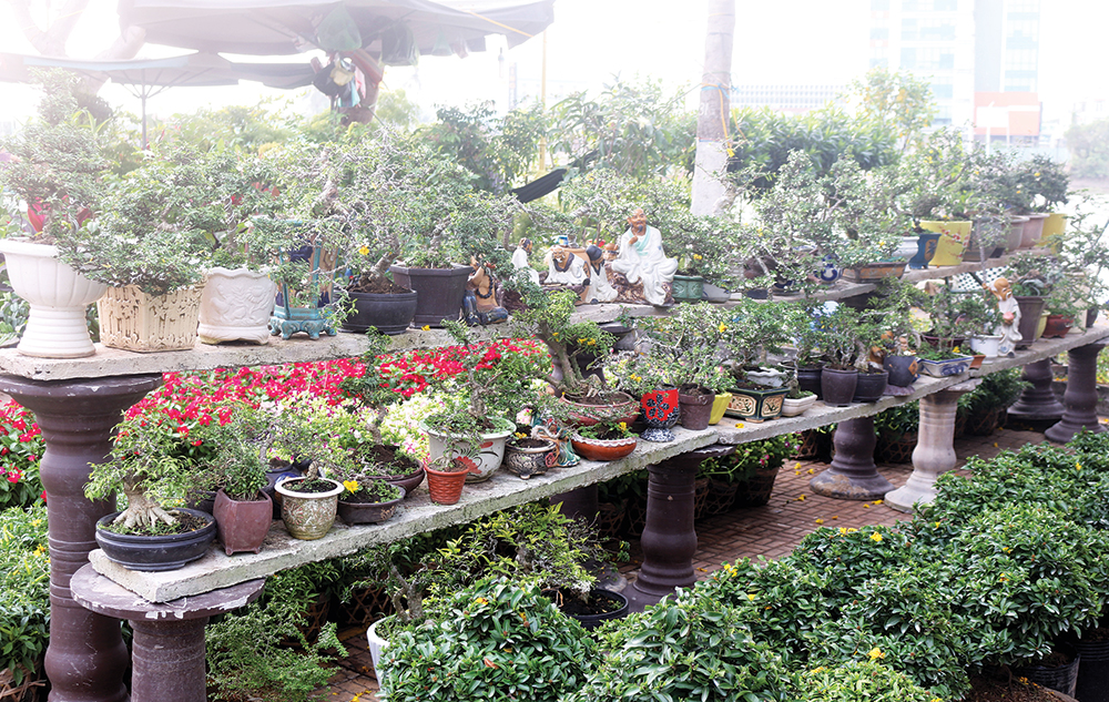 Chợ hoa xuân năm nay xuất hiện nhiều gian hàng bán bonsai