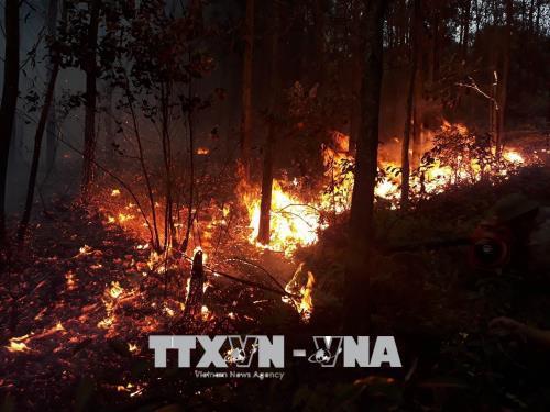Quảng Ninh: Cháy lớn ở rừng thông tại Đại Yên