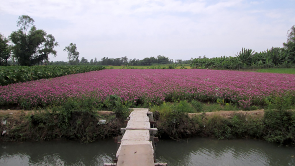 Về Phú Tân… gắm hoa dừa cạn