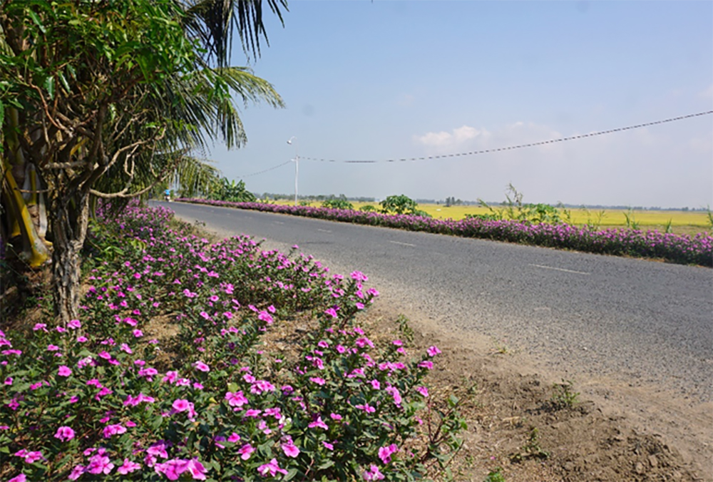 Về Phú Tân… gắm hoa dừa cạn