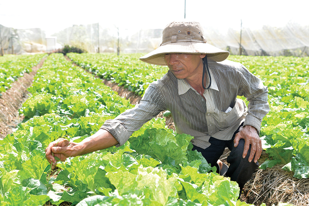 Trồng rau màu an toàn trong nhà lưới cho thu nhập ổn định