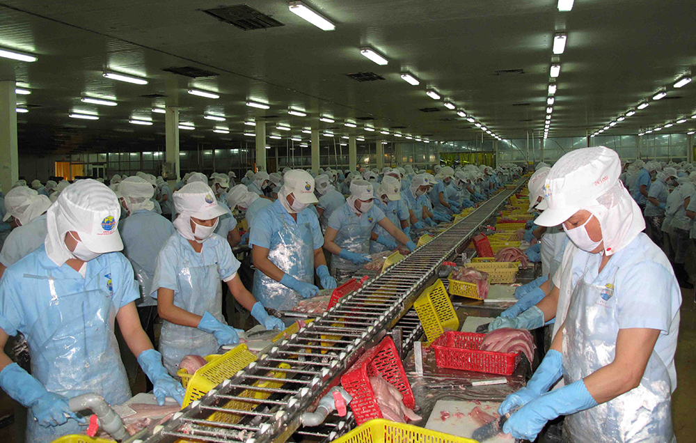 Chế biến cá tra xuất khẩu tại Công ty Cổ phần Nam Việt