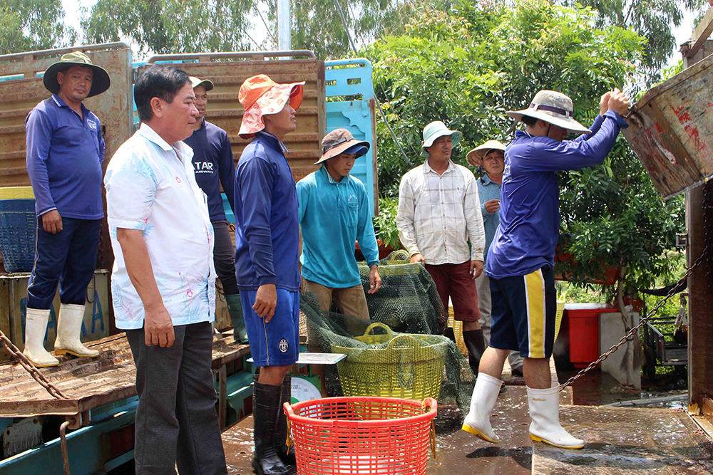 Giao nhận cá của thương lái tại cửa khẩu Khánh Bình