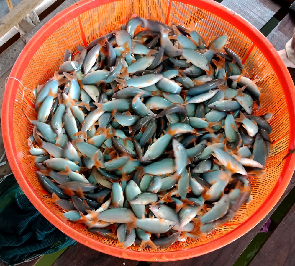 Cá heo nước ngọt có thịt béo và thơm nên được thị trường ưa chuộng