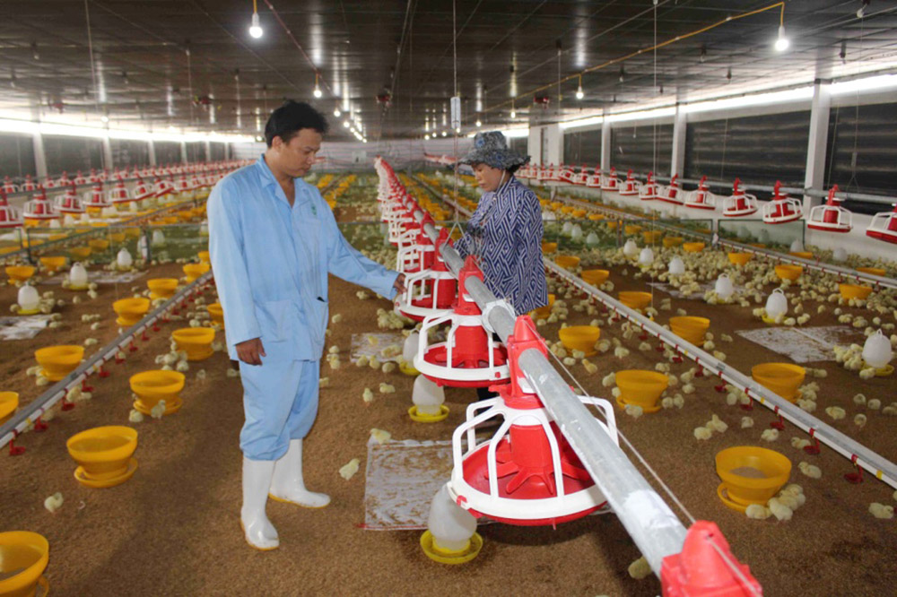 Công ty Cổ phần Chăn nuôi CP Việt Nam cử cán bộ kỹ thuật chăm sóc gà cho nông dân
