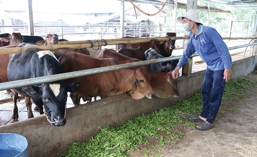 Mô hình tận dụng phụ phẩm nông nghiệp để nuôi dê, bò của gia đình ông Phó Văn Tới (Châu Thành)