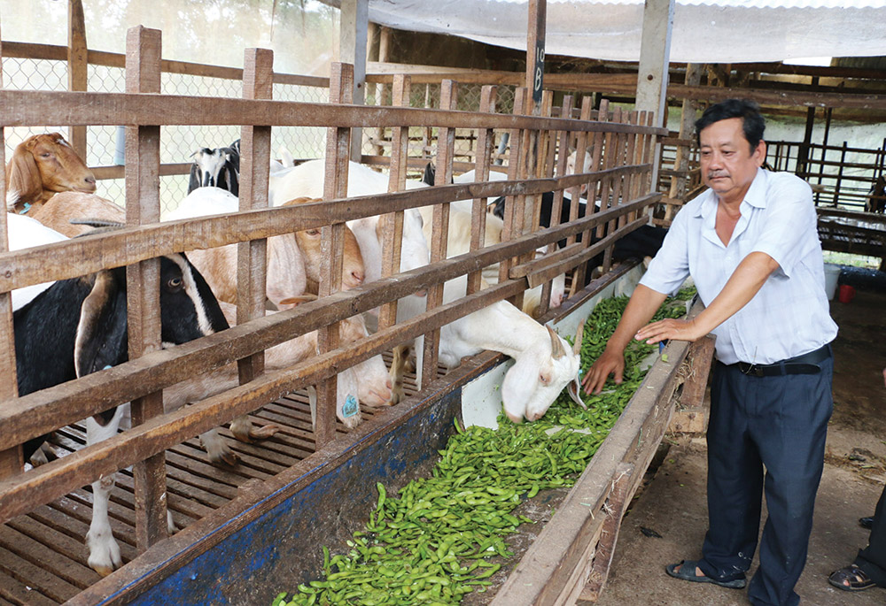 Mô hình tận dụng phụ phẩm nông nghiệp để nuôi dê, bò của gia đình ông Phó Văn Tới (Châu Thành)