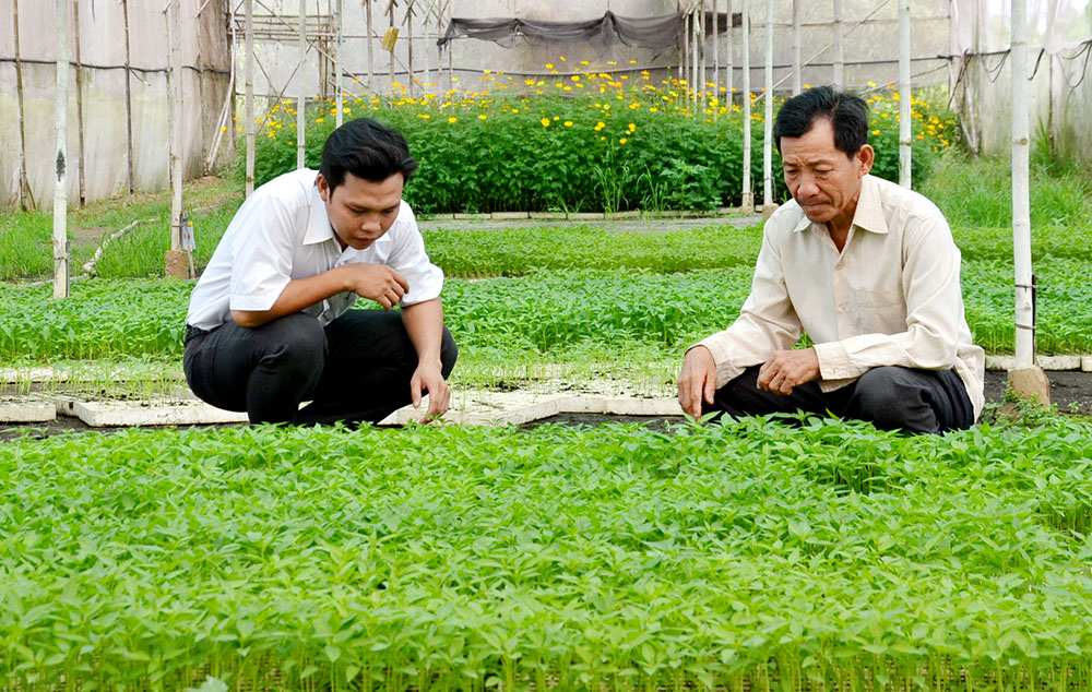 Vườn ươm và cung ứng cây giống phục vụ sản xuất nông nghiệp ở xã Khánh An