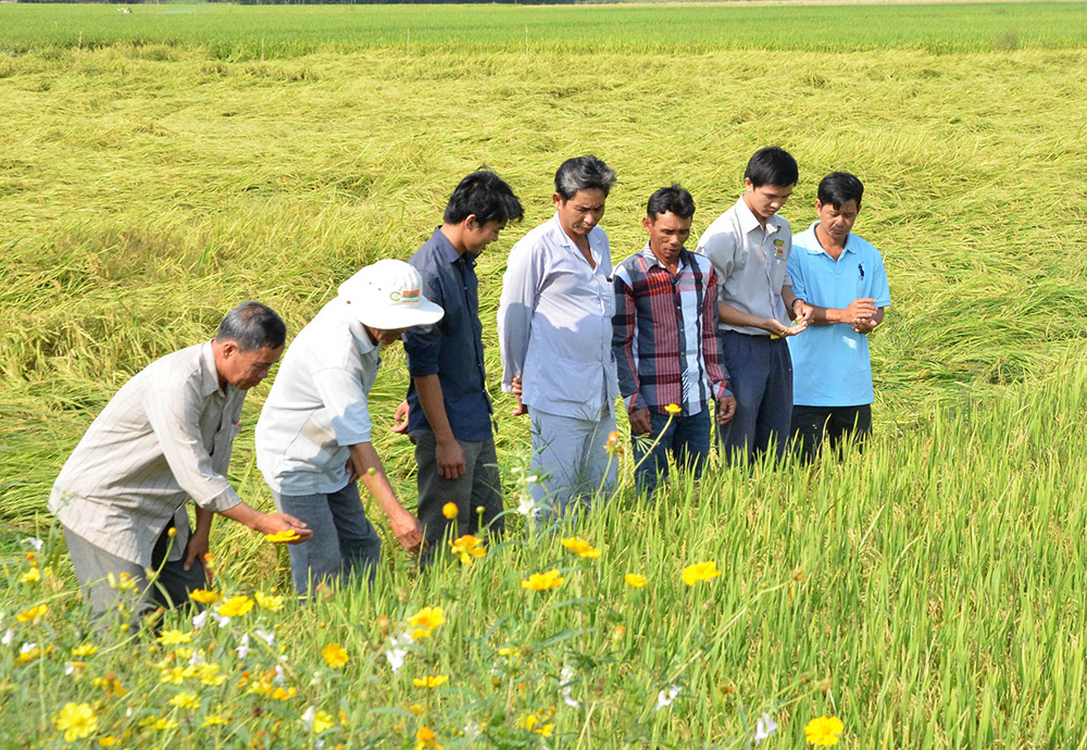 Khuyến khích nông dân ứng dụng tiến bộ khoa học - kỹ thuật vào đồng ruộng