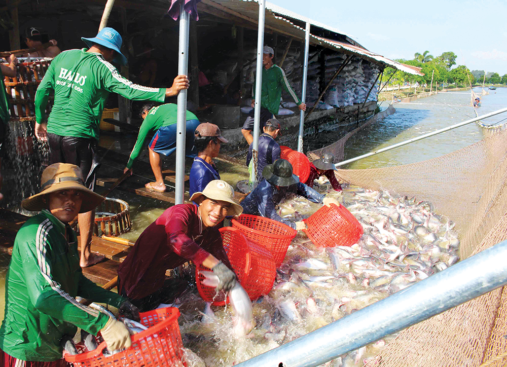 Cơ hội tái cấu trúc ngành cá tra