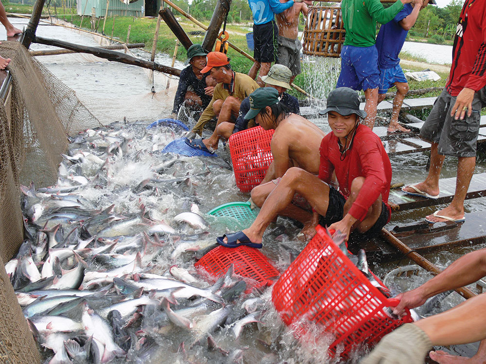 Thu hoạch cá tra xuất khẩu