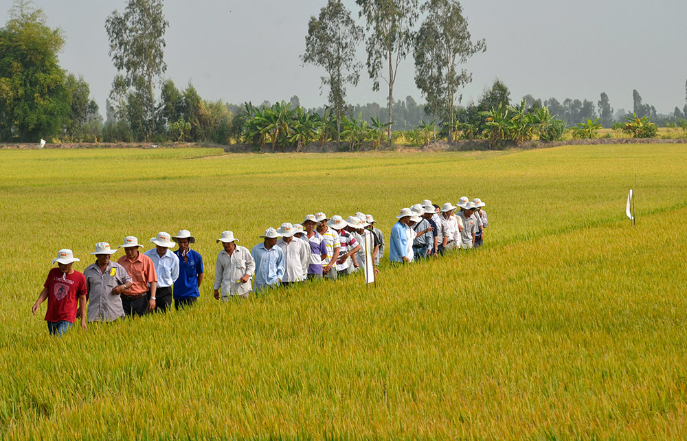 Nông nghiệp phát triển ổn định