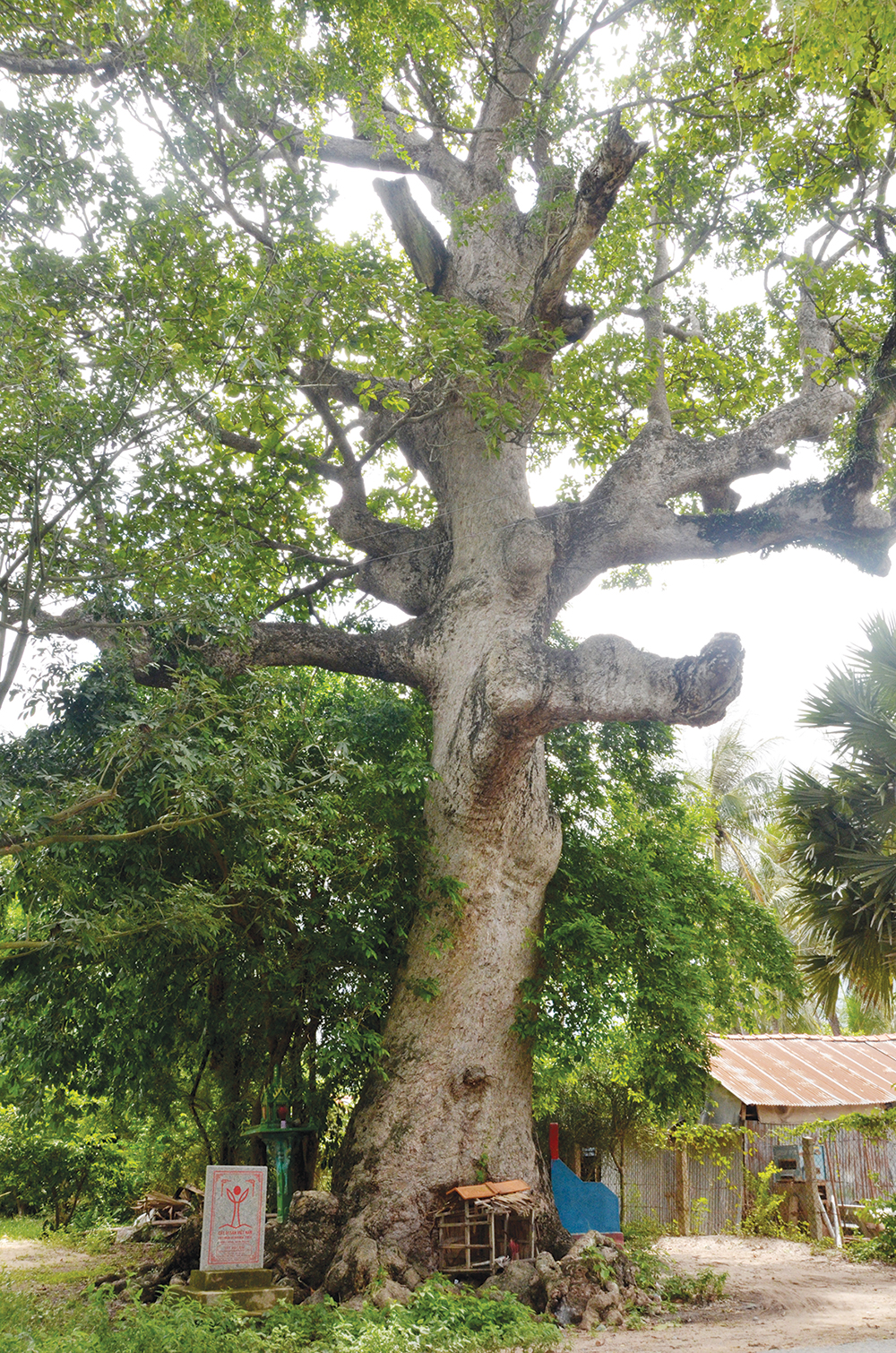 Độc đáo những cây di sản Việt Nam ở An Giang