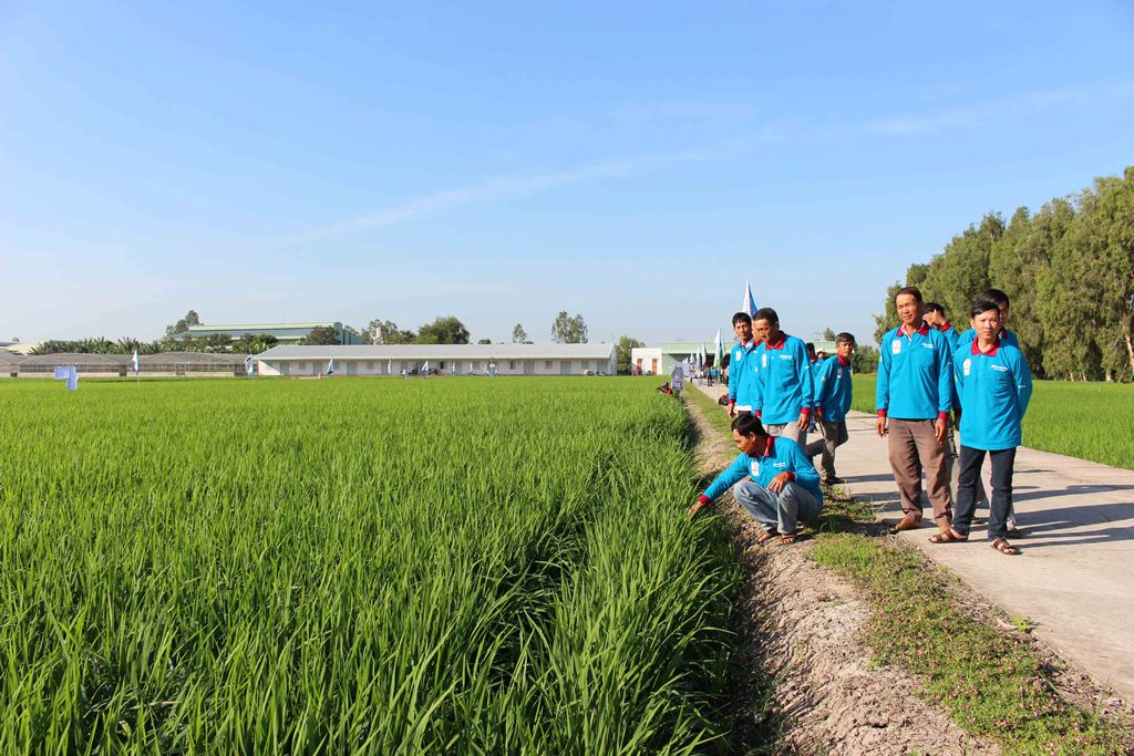 Khẩn trương triển khai chuỗi giá trị lúa gạo Japonica