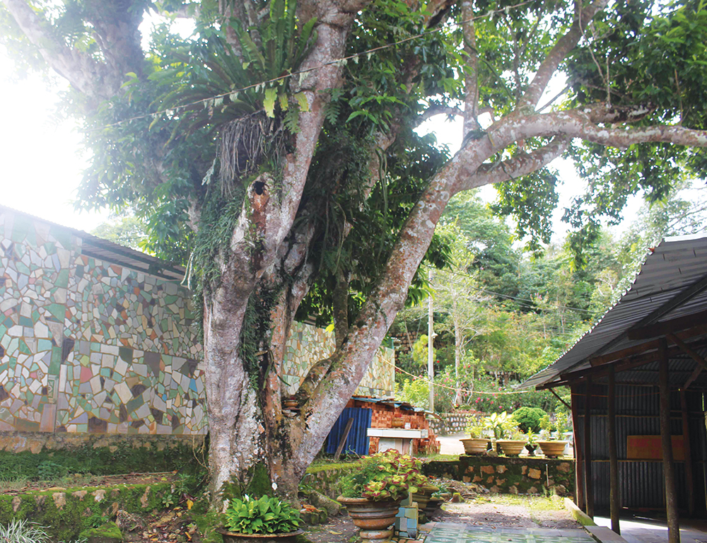 Độc, lạ cây ngọc lan hơn 200 tuổi trên núi Cấm