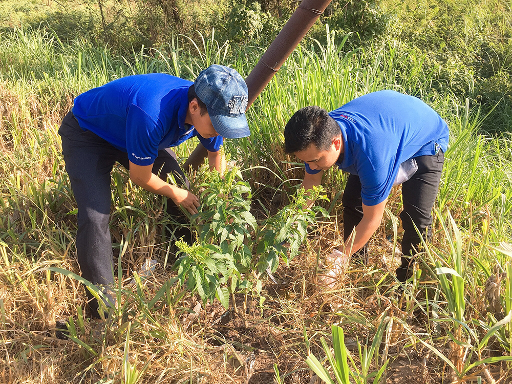 Tuổi trẻ Phú Tân tình nguyện vì cộng đồng