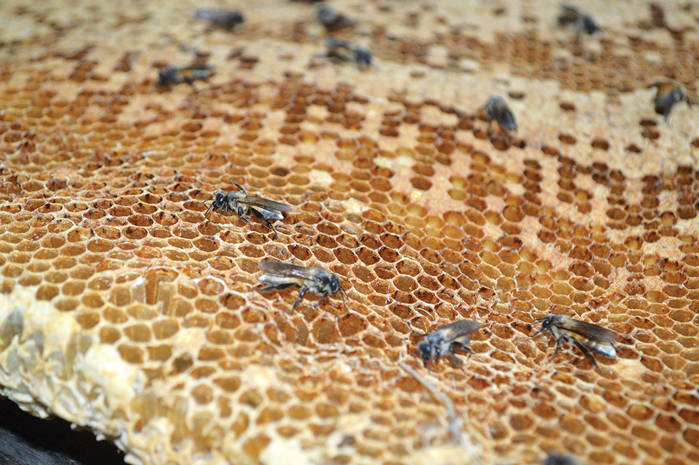 “Loạn” thị trường mật ong
