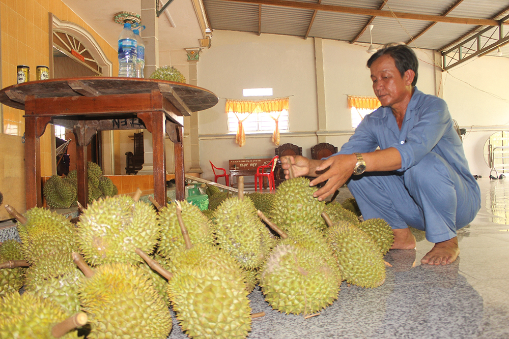 Một nông dân sở hữu 8,5ha sầu riêng cho thu nhập cao