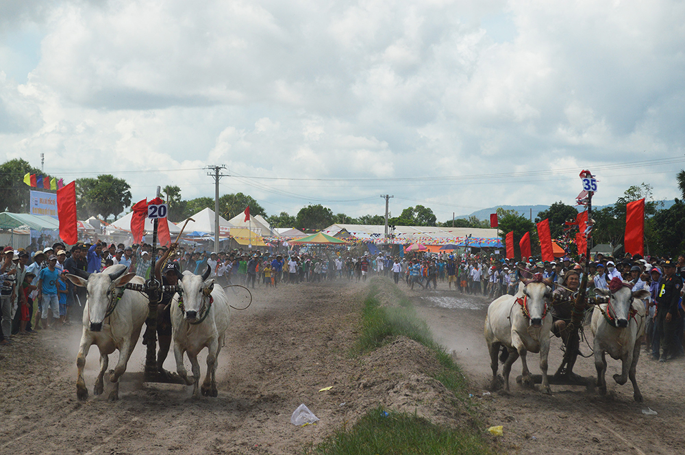 Hấp dẫn Giải đua bò tốc độ huyện Tịnh Biên năm 2019