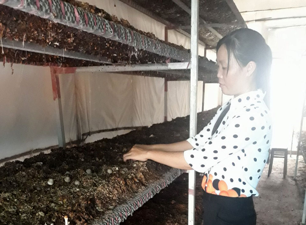 Mô hình trồng nấm rơm bằng bông vải trong nhà kín