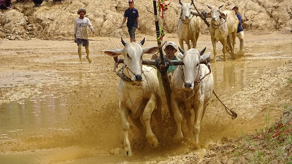 40 đôi bò tham gia Hội đua bò truyền thống huyện Tri Tôn