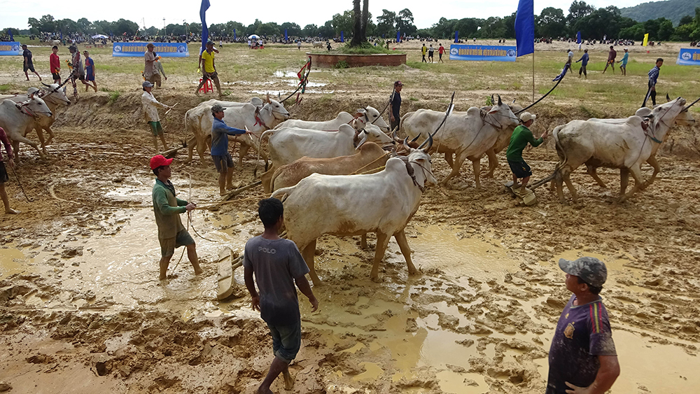 40 đôi bò tham gia Hội đua bò truyền thống huyện Tri Tôn