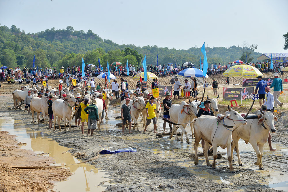 Các đôi bò diễu hành vòng sân trước khi tranh tài