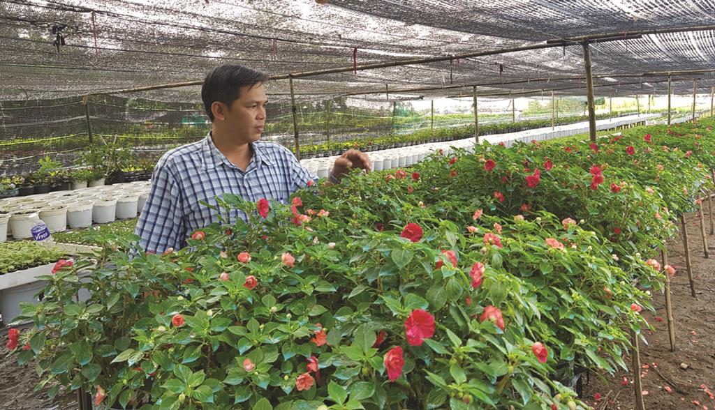 Cù lao chuẩn bị hoa Tết