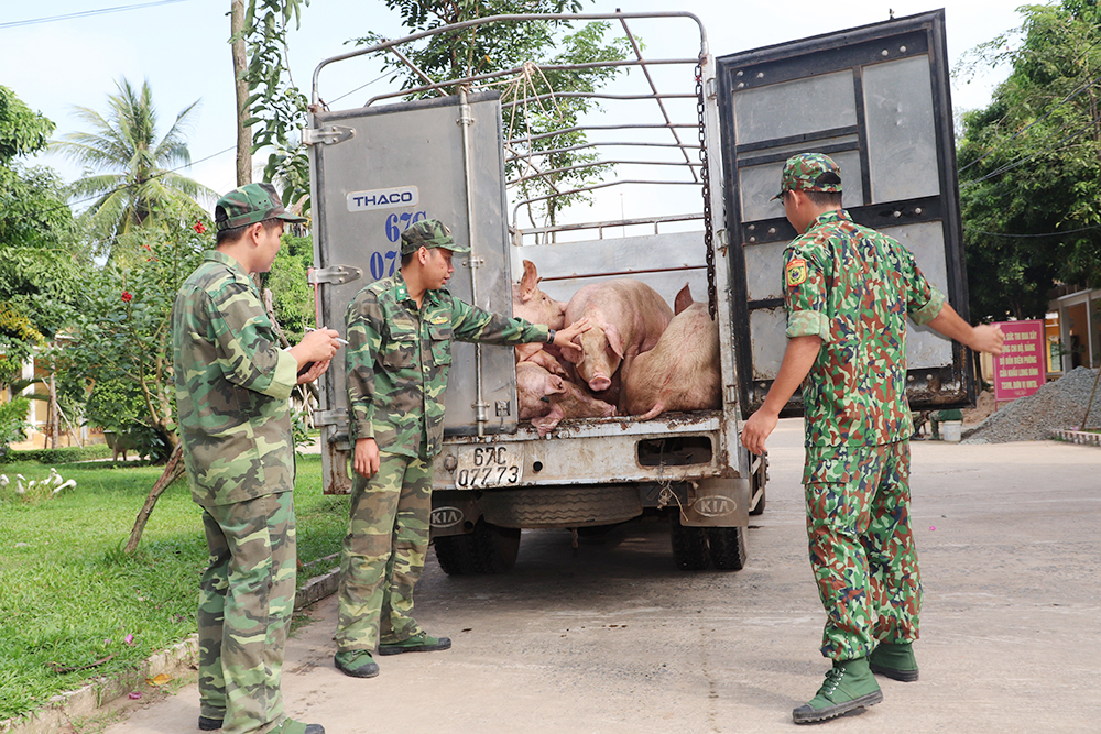 Tiêu hủy hơn 1,6 tấn lợn vận chuyển từ Campuchia vào Việt Nam