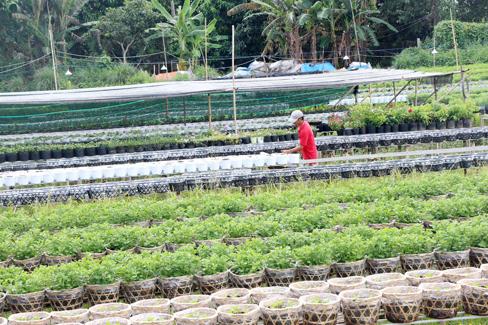 Chuyển dịch cơ cấu cây trồng ở huyện cù lao
