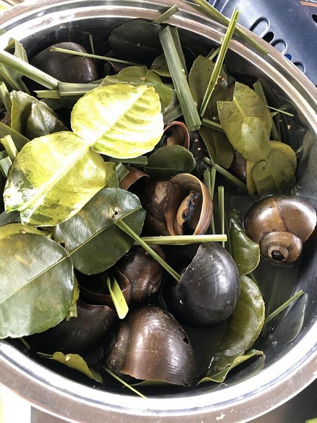 Xuyên rừng đêm ngắm bông súng nở