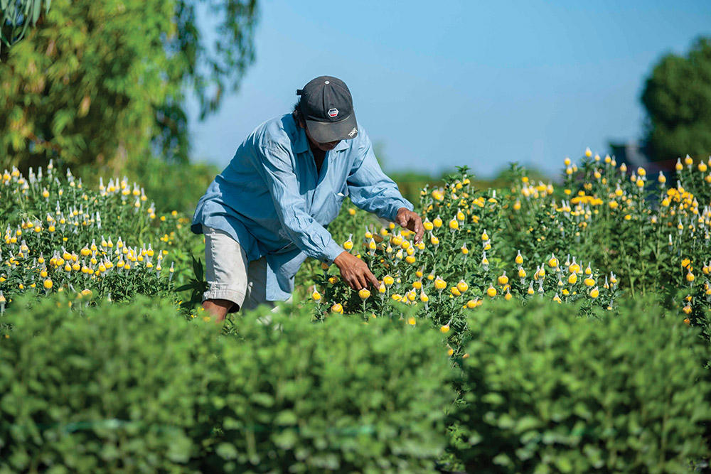 Nhiều loại hoa được trồng để cung cấp thị trường Tết Nguyên đán Canh Tý năm 2020