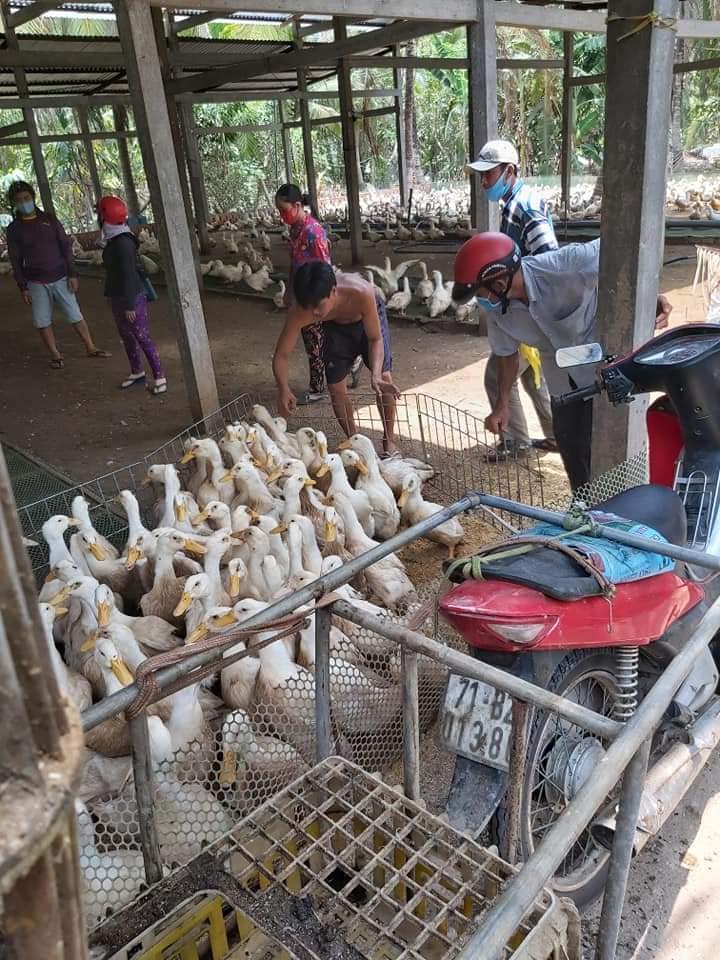 Giá cầm hôm nay 16-4: Vịt thịt nhiều nơi tăng trên 30.000 đồng/kg