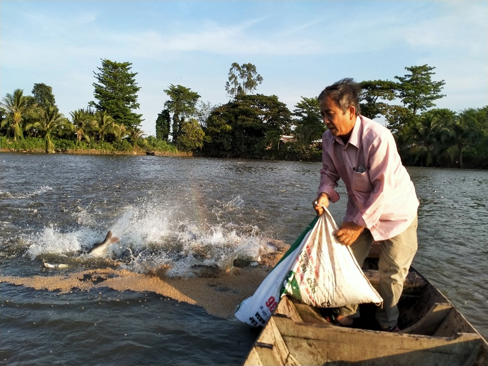 Ngư dân chuyển đổi hình thức nuôi cá tra quảng canh chờ giá