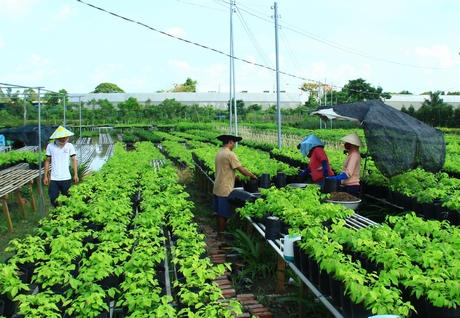 Qua Sa Đéc "đi chợ" hoa kiểng