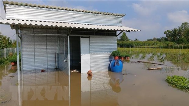 Bến Tre: Triều cường làm vỡ đê bao gây ngập trên 20ha cây giống