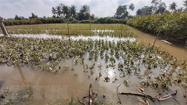 Bến Tre: Triều cường làm vỡ đê bao gây ngập trên 20ha cây giống