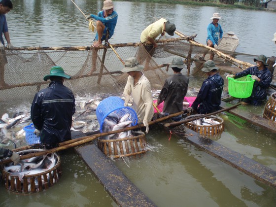 Một số nơi ở ĐBSCL đang bị hạ thấp 1,5 - 2,5 cm/năm