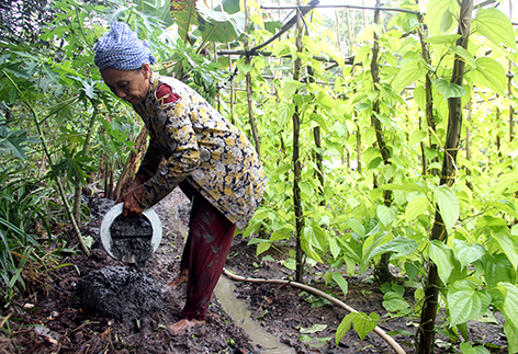 Vùng đất trũng bị thiệt hại nặng nề do ngập úng