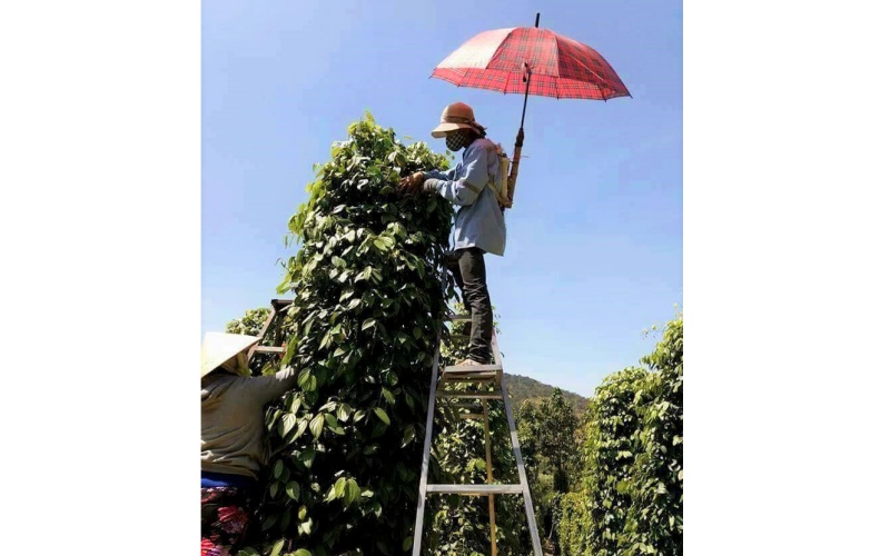 Nông dân phấn khởi vì giá tiêu tăng cao