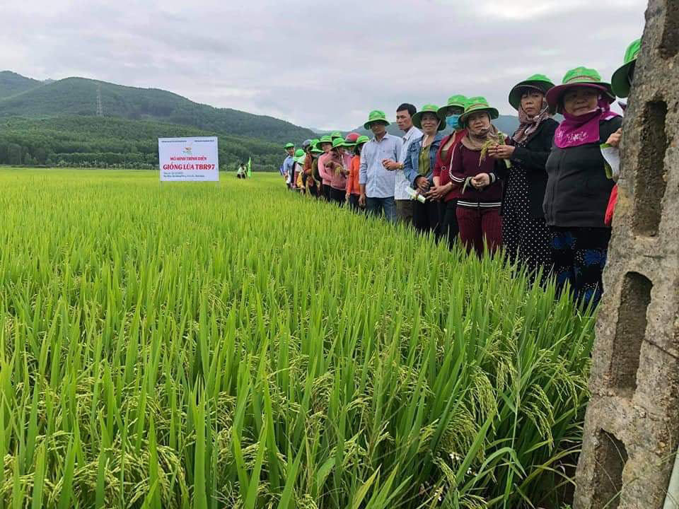 Bình Định: TBR97 - giống lúa “không thể chê” cho vùng hạn, đạt năng suất bất ngờ
