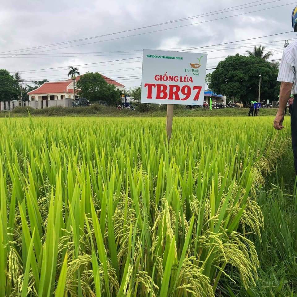 Bình Định: TBR97 - giống lúa “không thể chê” cho vùng hạn, đạt năng suất bất ngờ