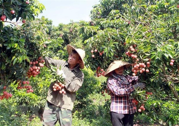 “Xanh” hơn - hướng phát triển tất yếu của sản xuất nông sản xuất khẩu