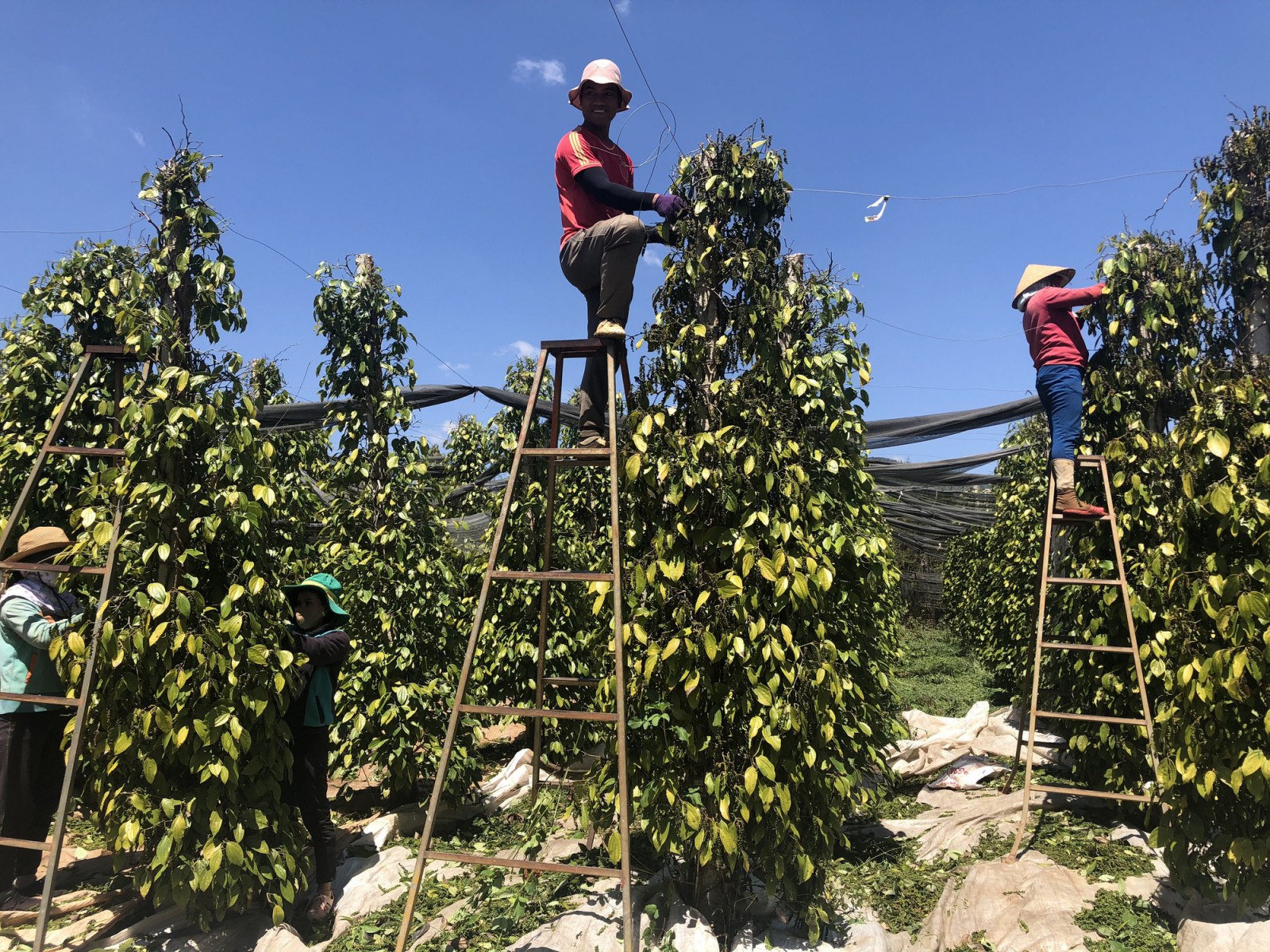 Tại sao giá tiêu đột ngột giảm tới 5.000 đồng/kg, bao giờ mới tăng trở lại?