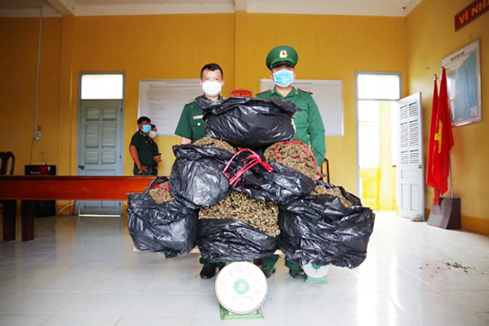 Bộ đội Biên phòng An Giang liên tiếp bắt 2 vụ vận chuyển 40kg cần sa