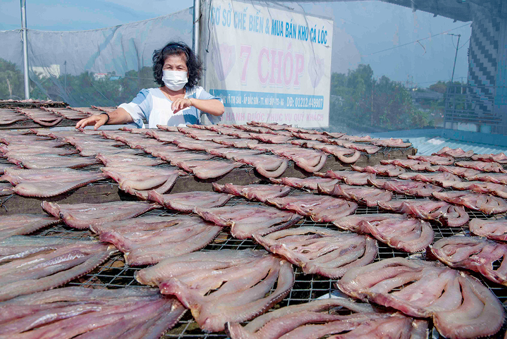 Cơ sở chế biến và mua bán khô cá lóc 7 Chóp (huyện Thoại Sơn) tăng sản lượng bán Tết