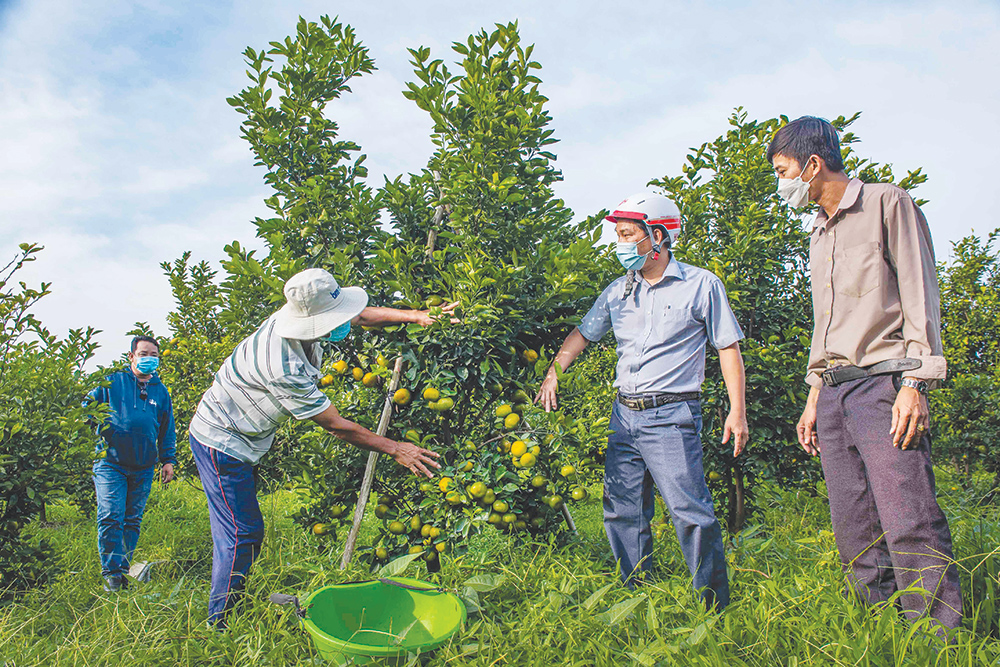 Nông dân huyện Thoại Sơn chăm chút vườn quýt hồng trĩu quả