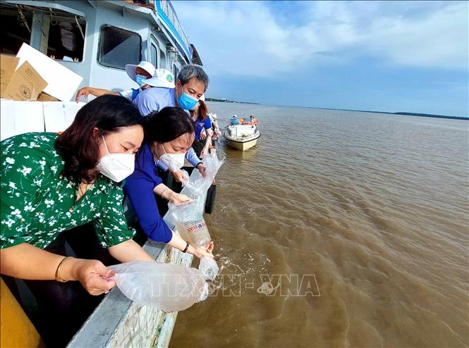 Các địa phương thả hàng triệu con giống tái tạo nguồn thủy sản
